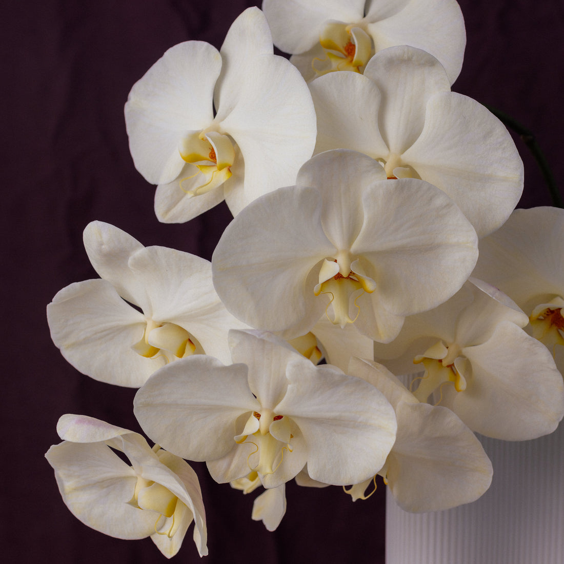 For Her, With Love | Single Orchid