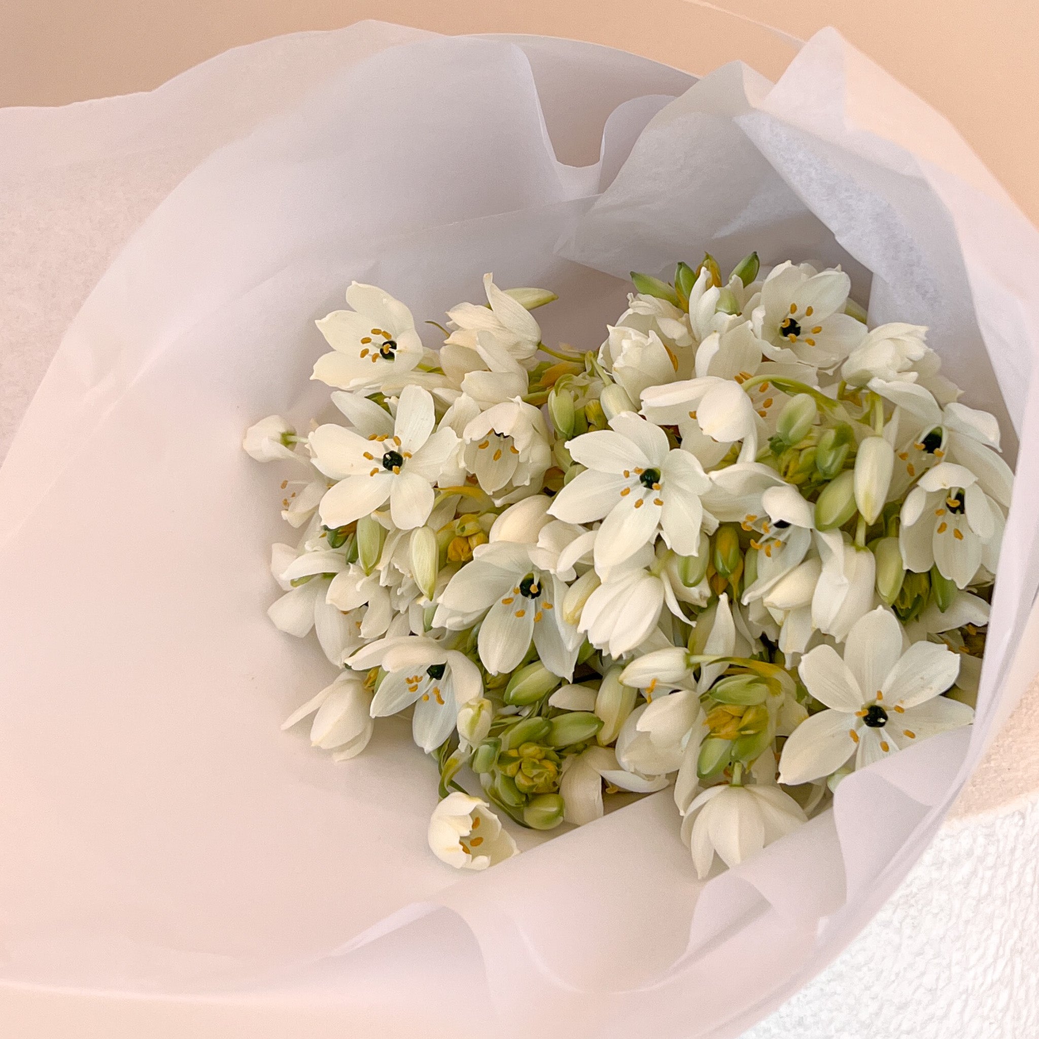 Chincherinchee Market Bunch