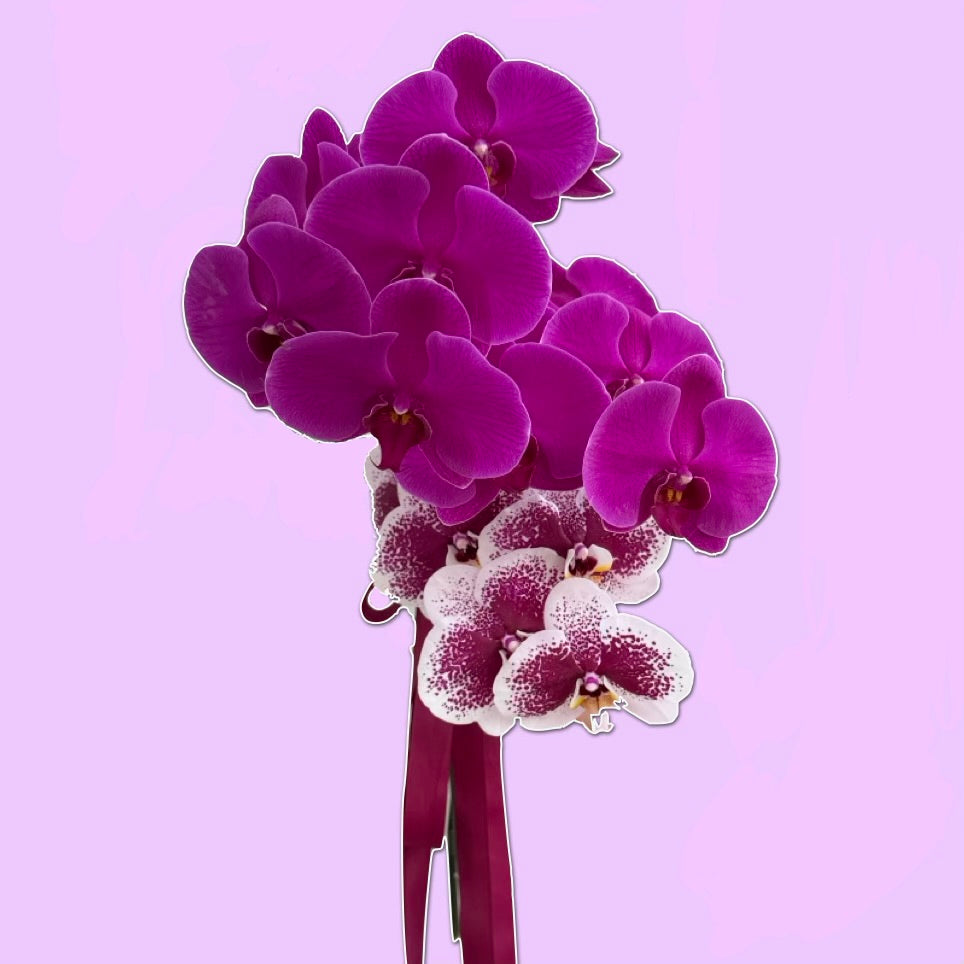 After Party | Orchids