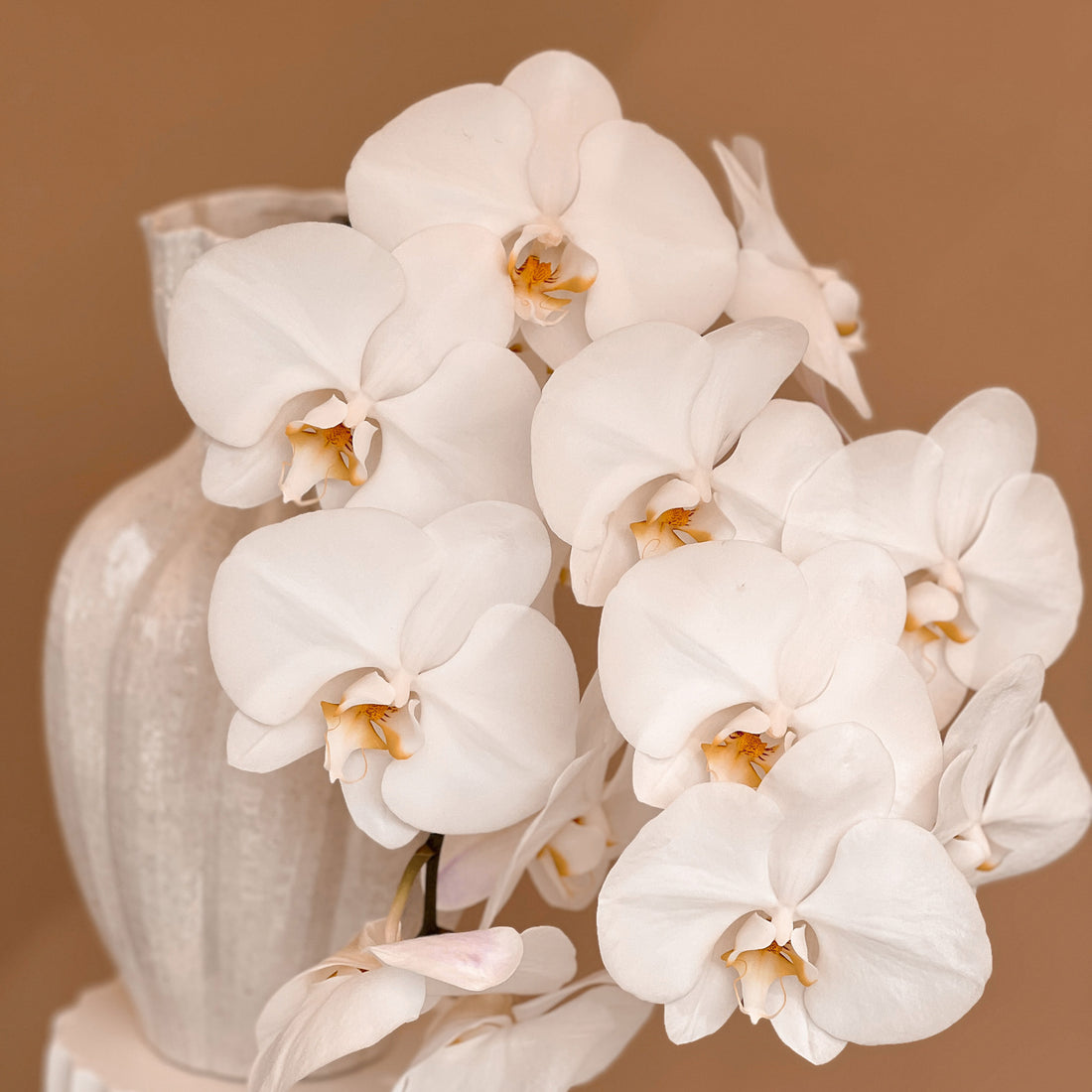 Clara Vase With Double Phalaenopsis Orchid Stem