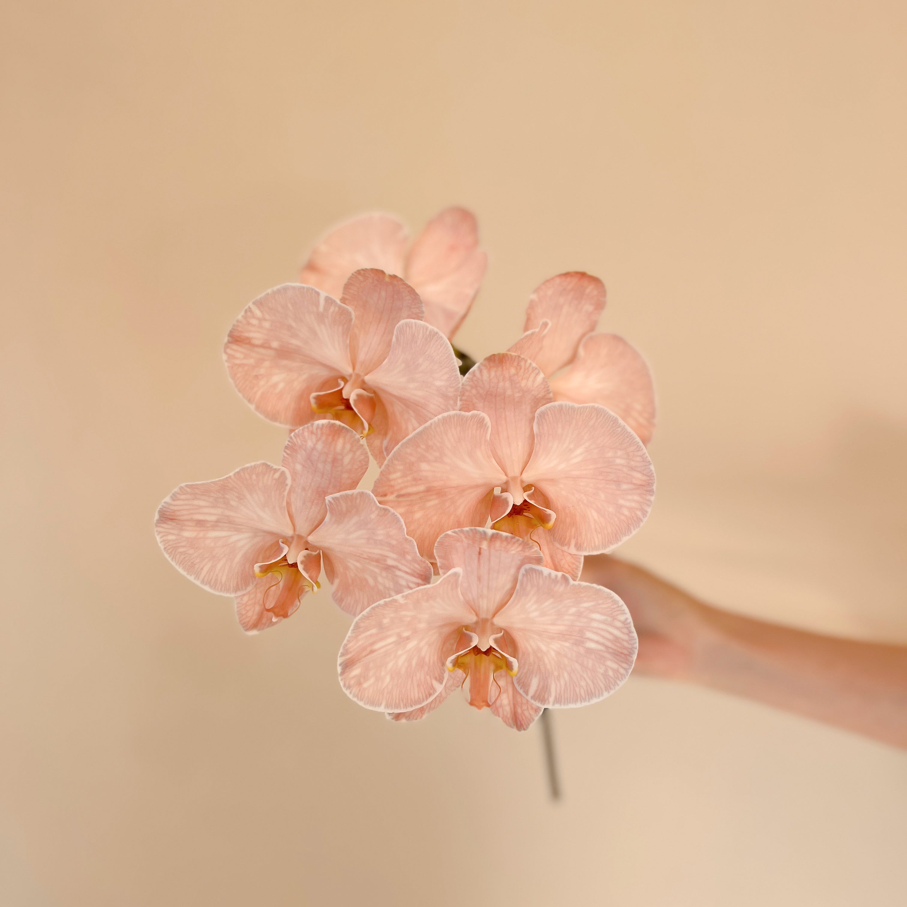Wrapped Orchid Stem