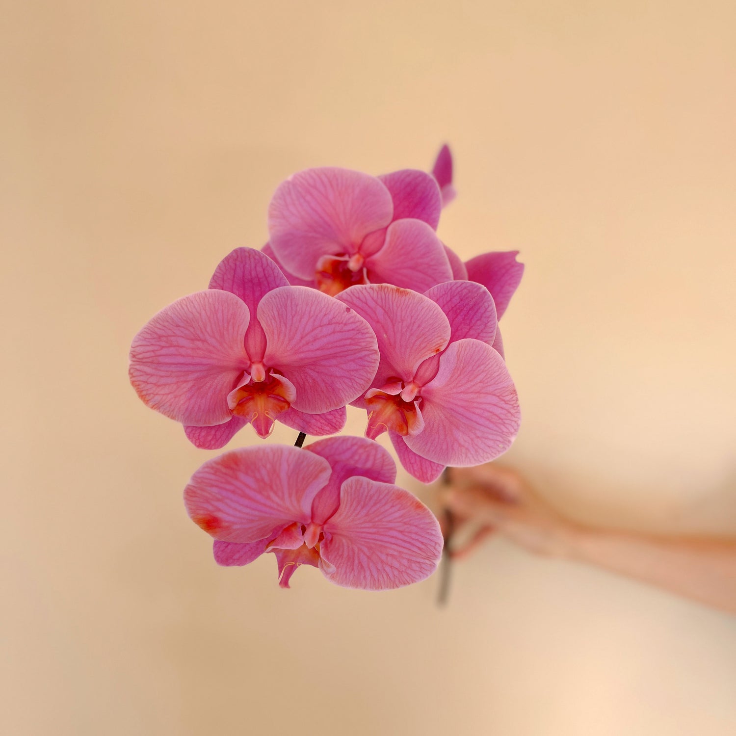 Wrapped Orchid Stem
