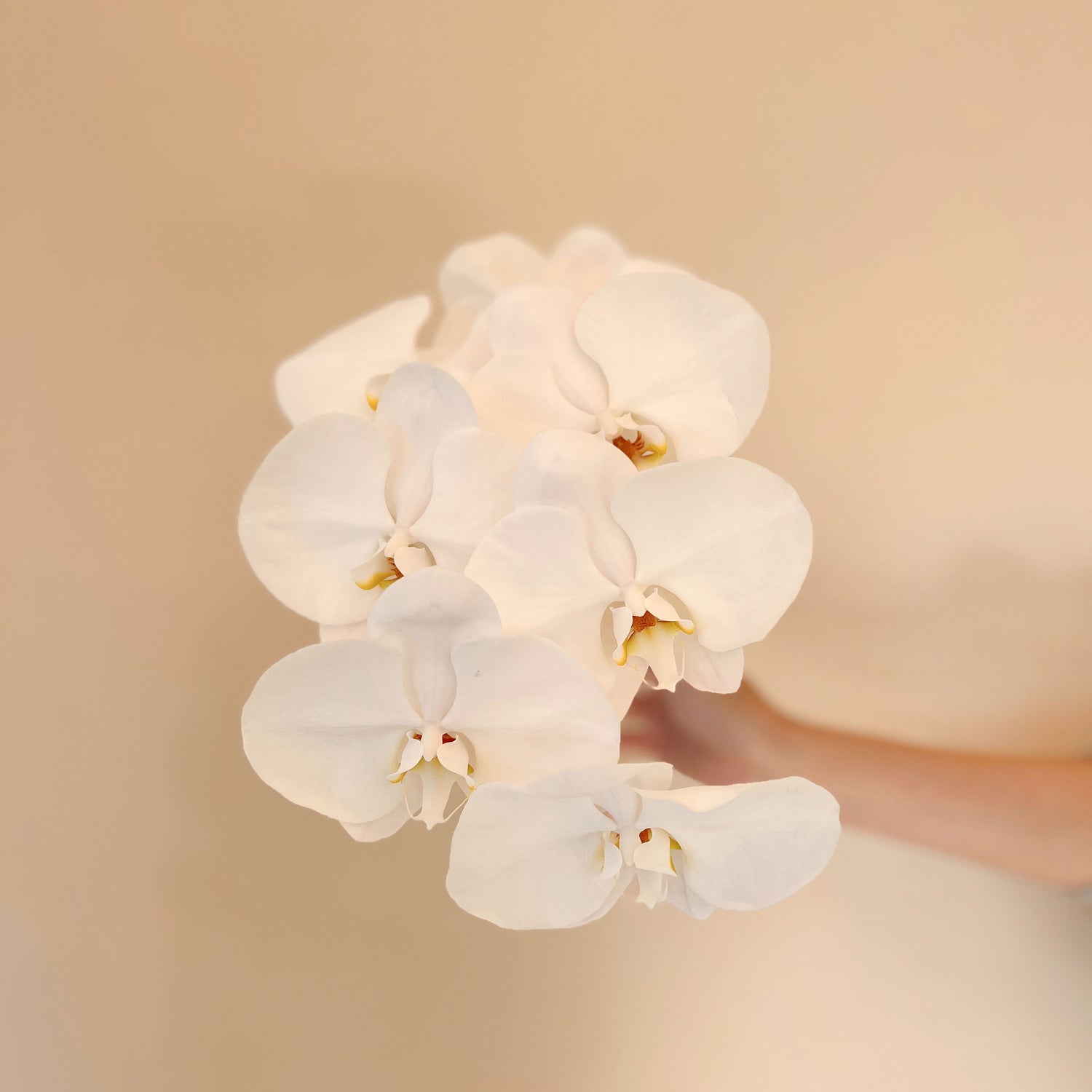 Wrapped Orchid Stem