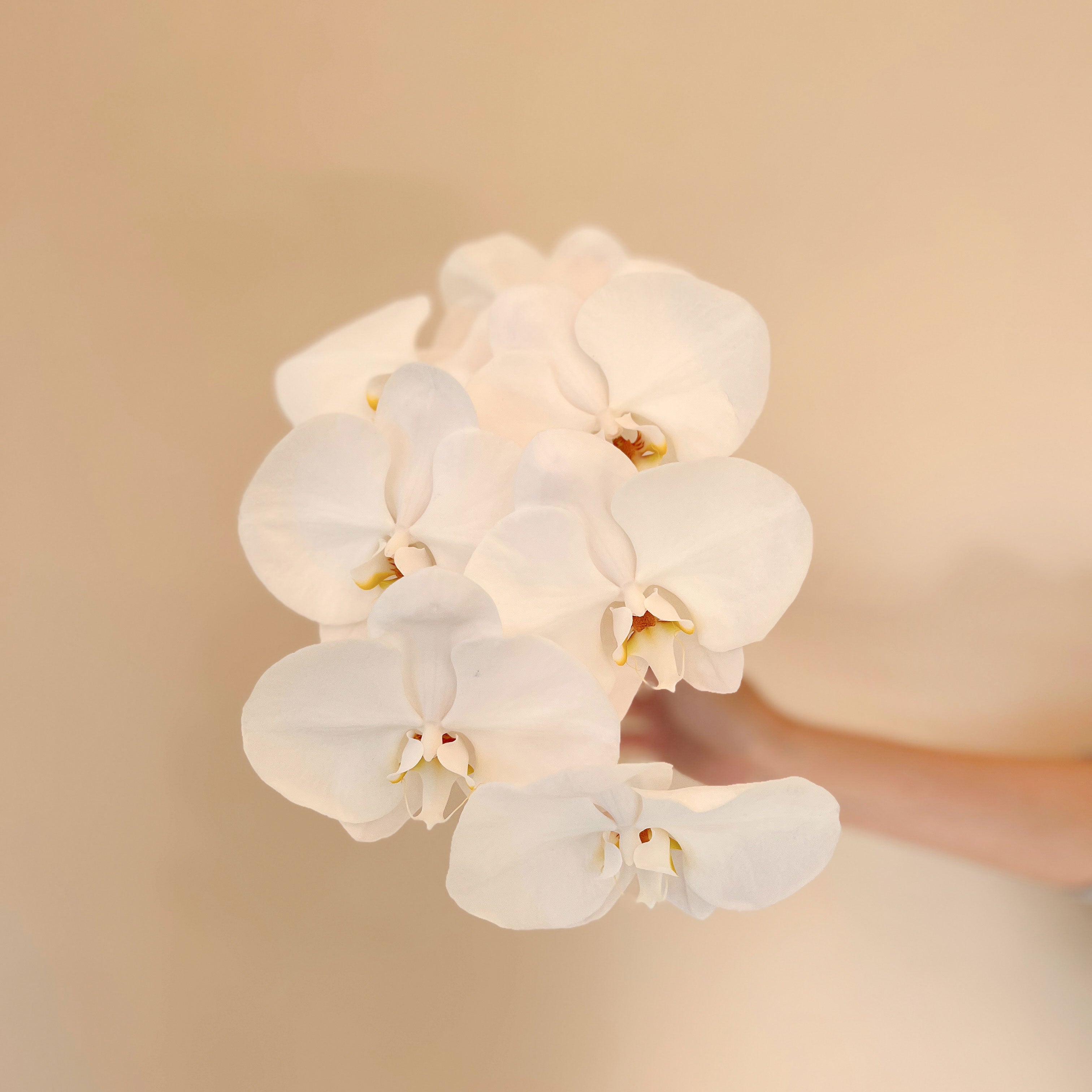 Wrapped Orchid Stem