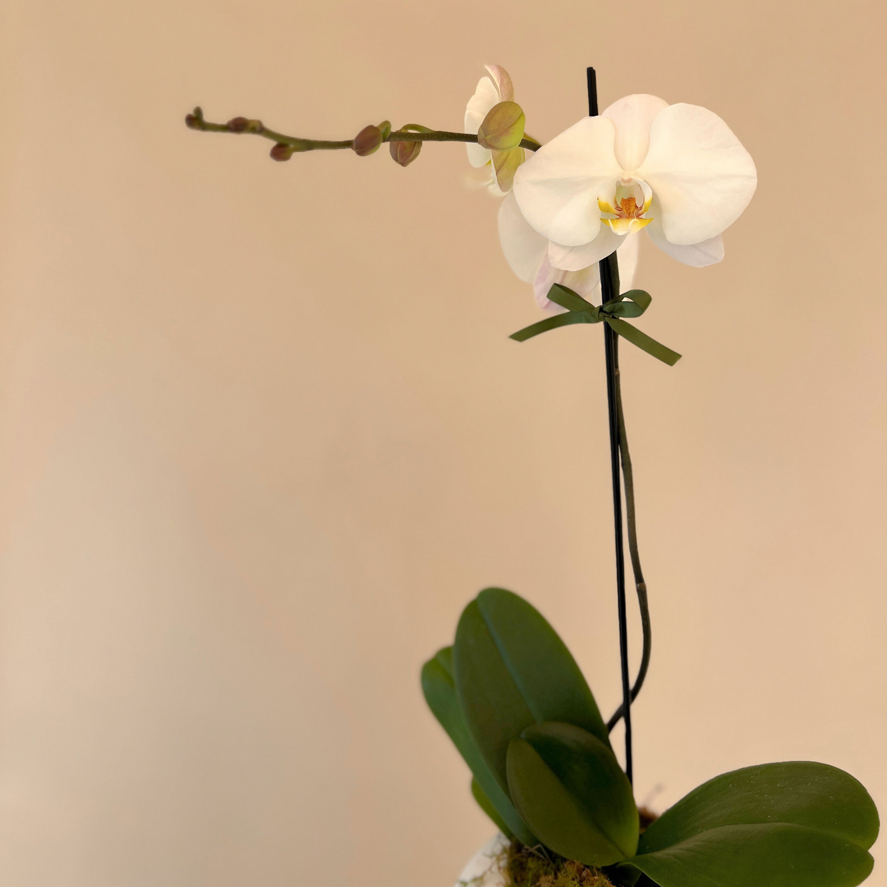Potted Orchid in Ceramic Bowl
