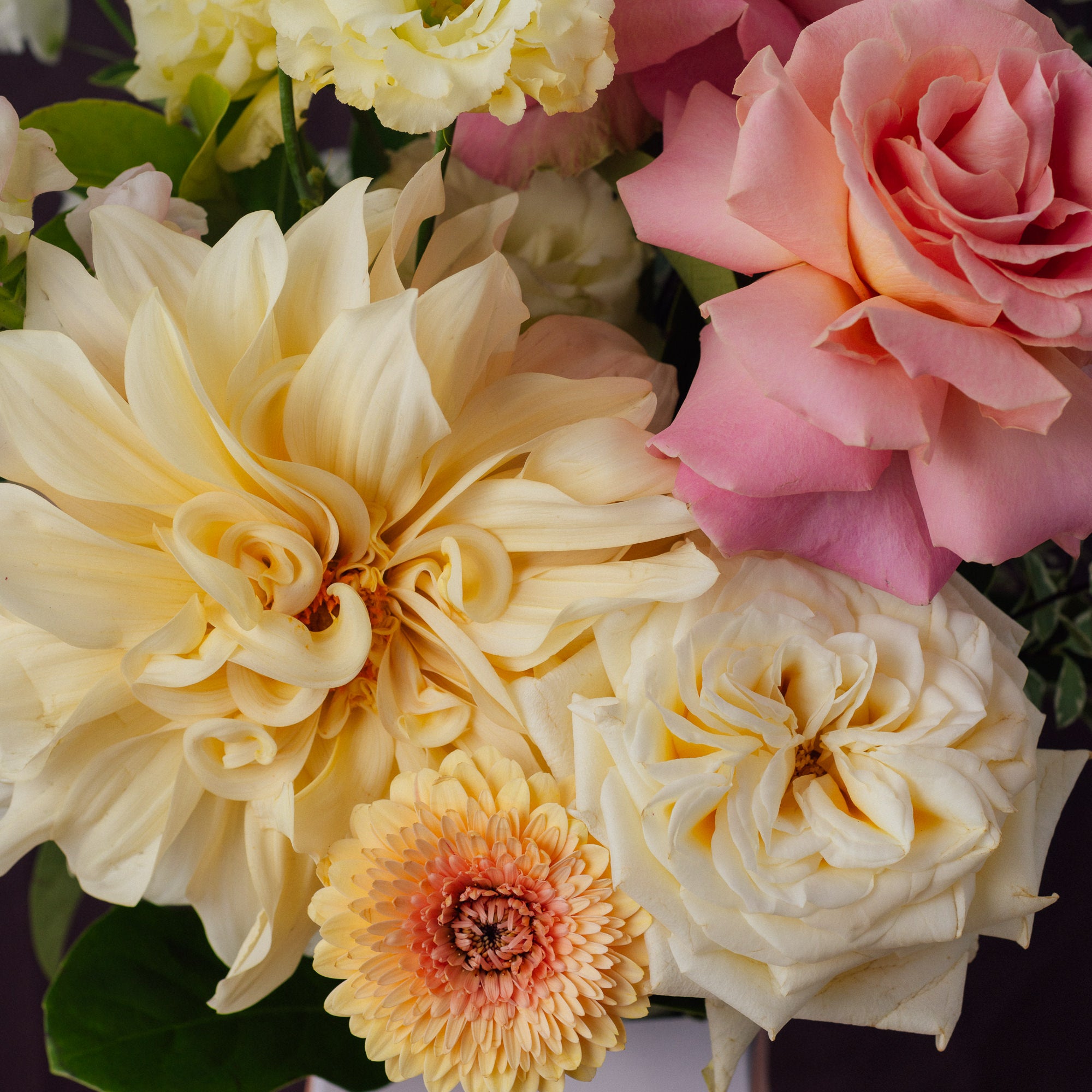 North Star | Grandeur with Orchid