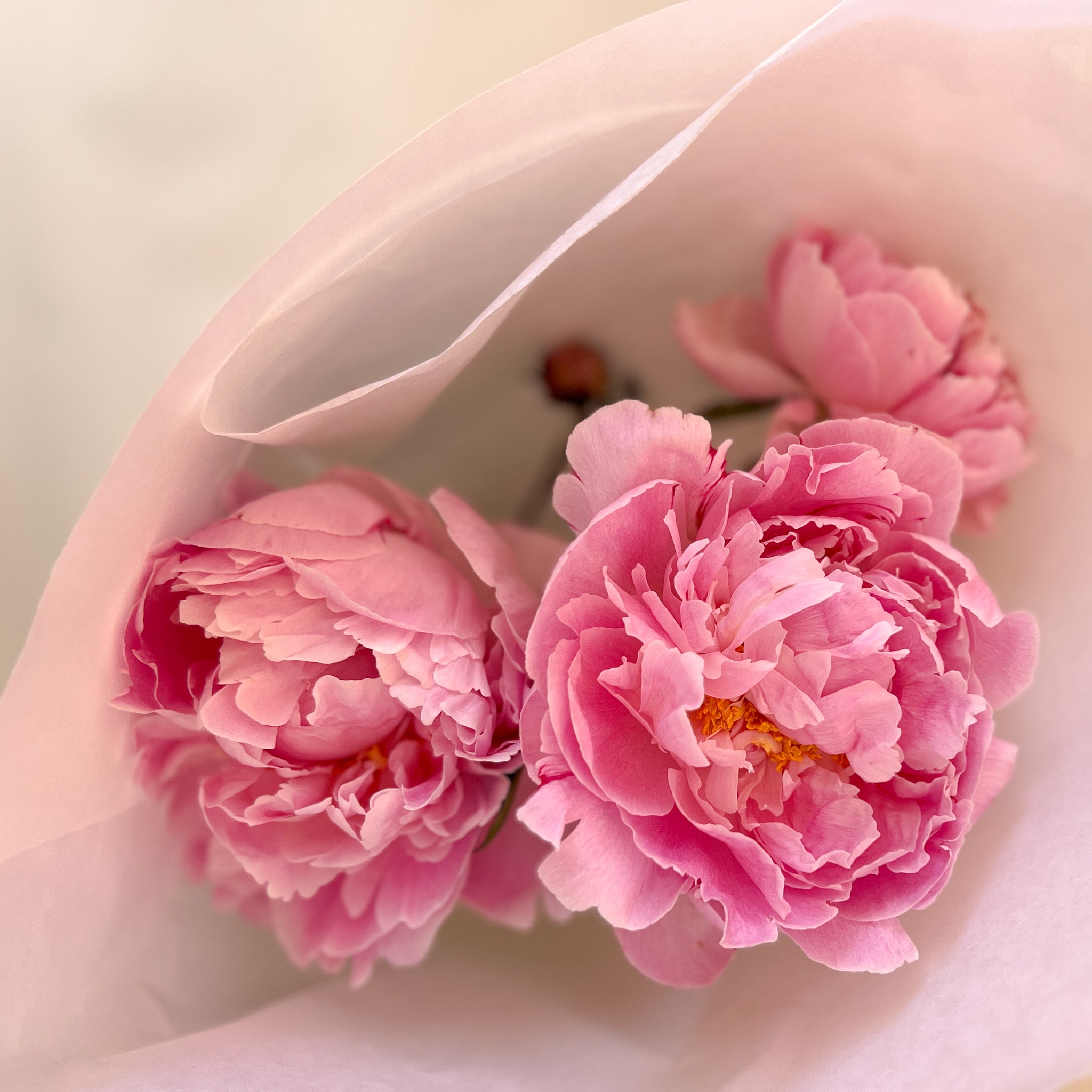 Peony Market Bunch | 3 Stems
