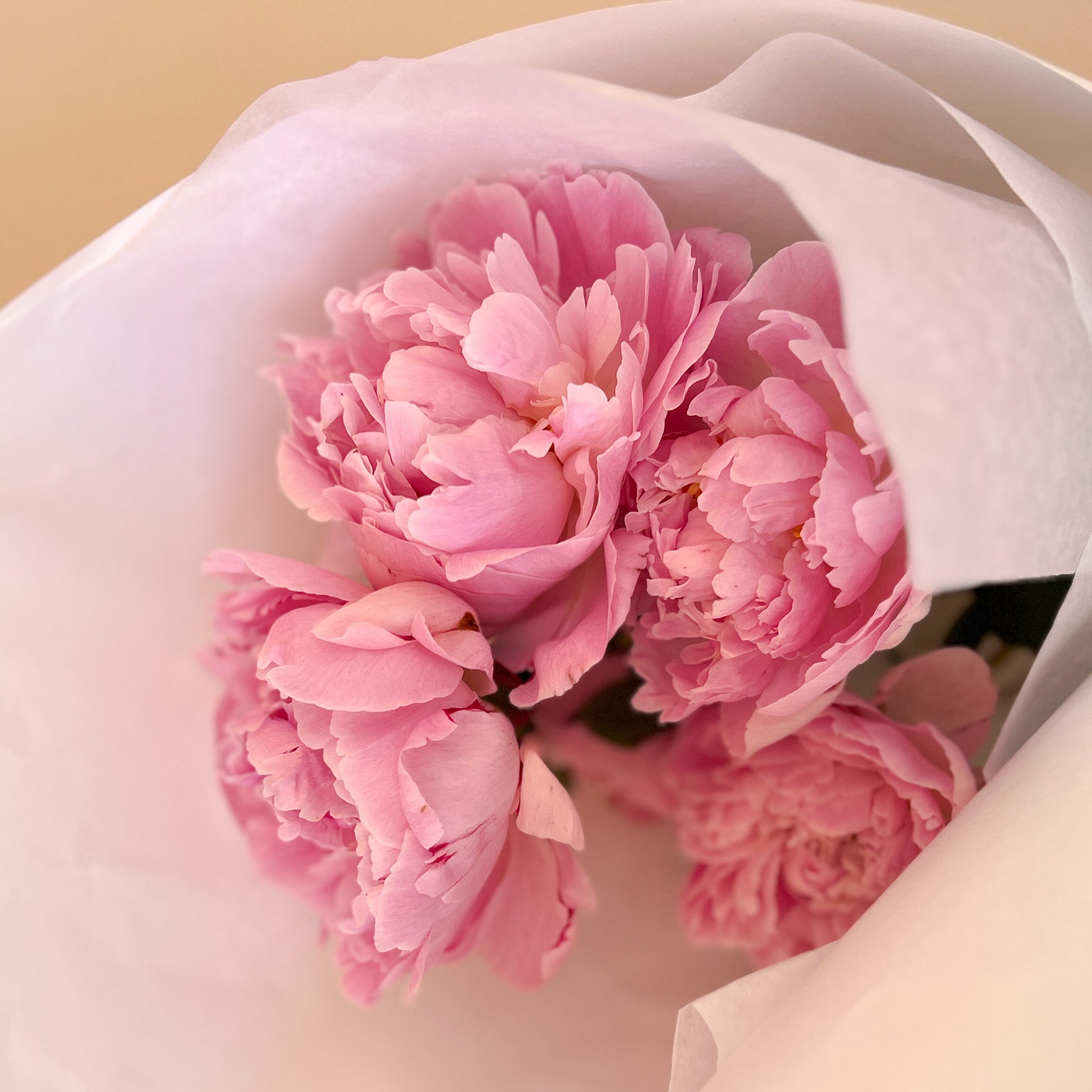 Peony Market Bunch | 5 Stems