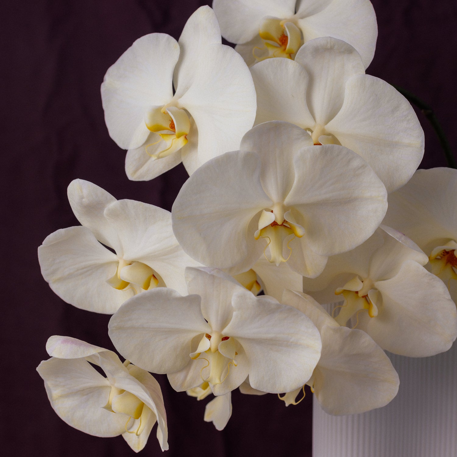 For Her, With Love | Single Orchid