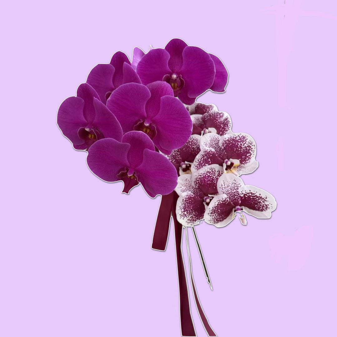 After Party | Orchids