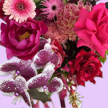 Midnight Muse | With Orchid