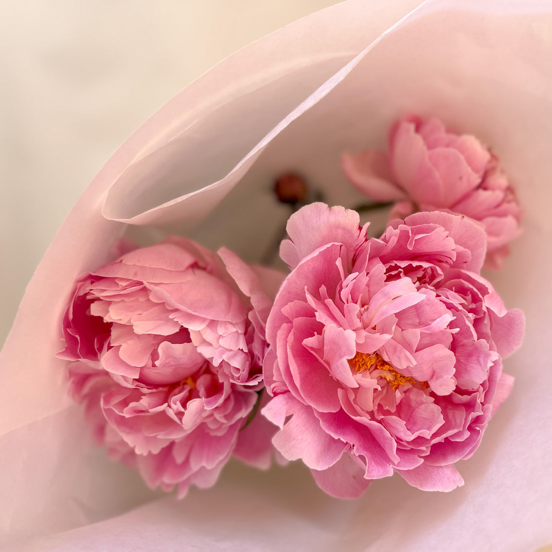 Peony Market Bunch | 3 Stems