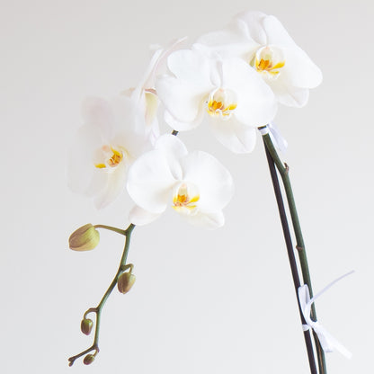Orchid in Ceramic Vase
