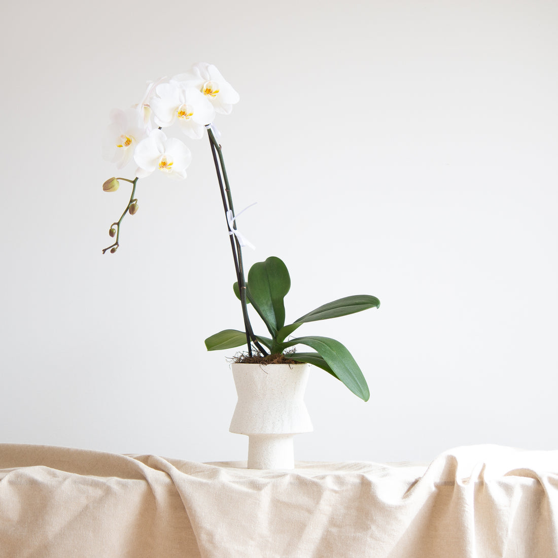 Orchid in Ceramic Vase