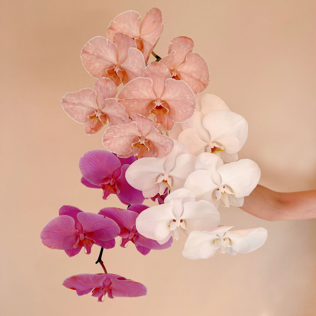 Wrapped Orchid Stem
