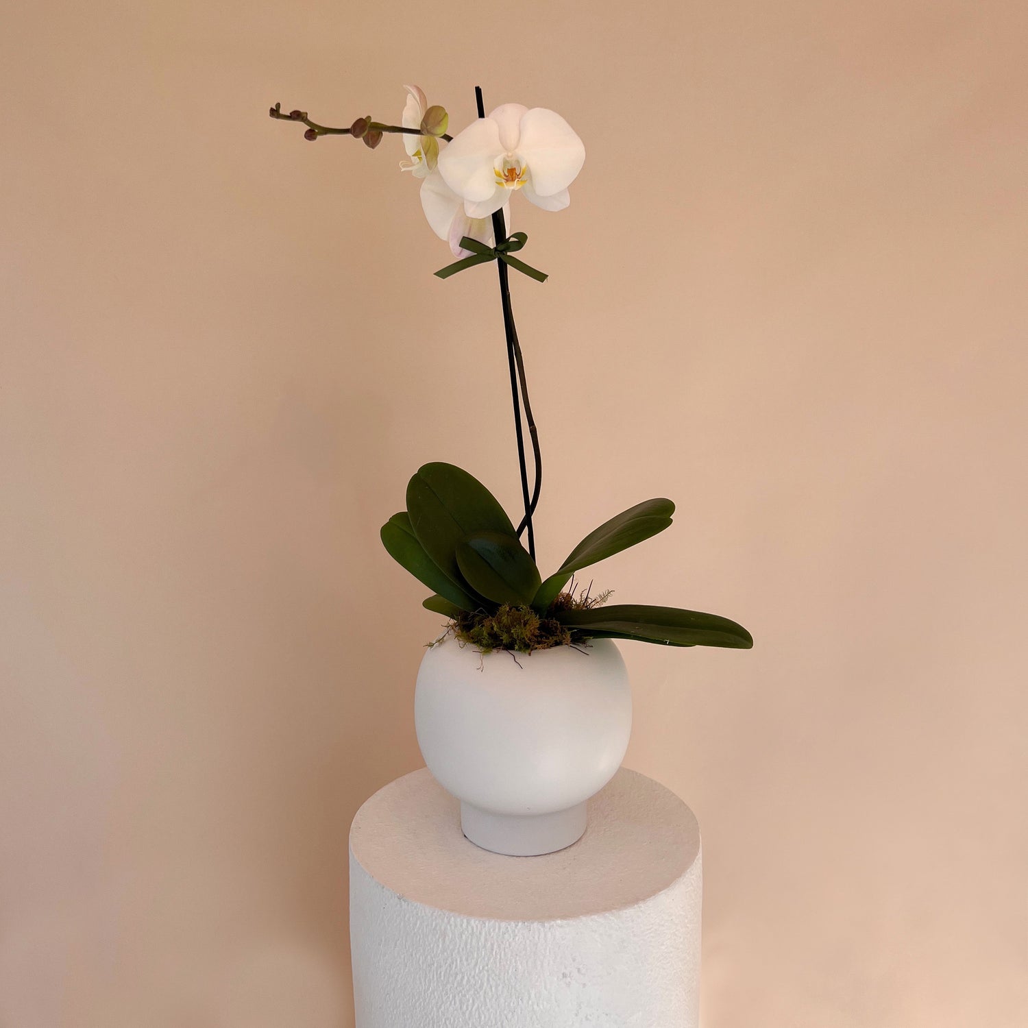 Potted Orchid in Ceramic Bowl